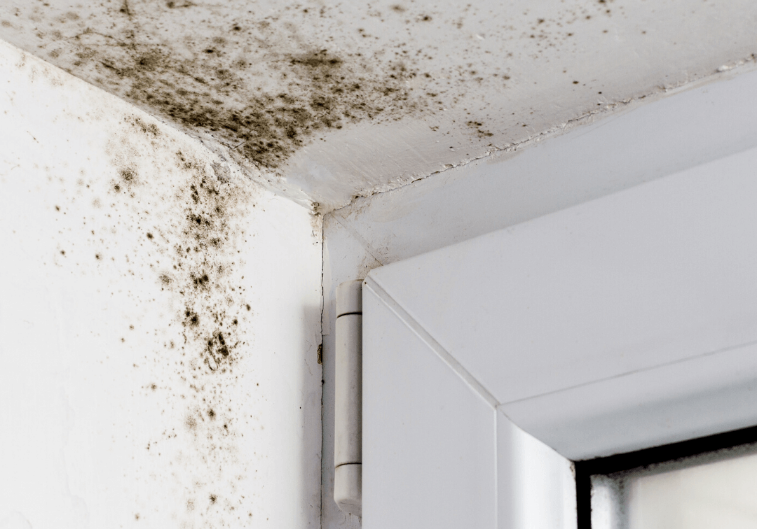 mold removal 1